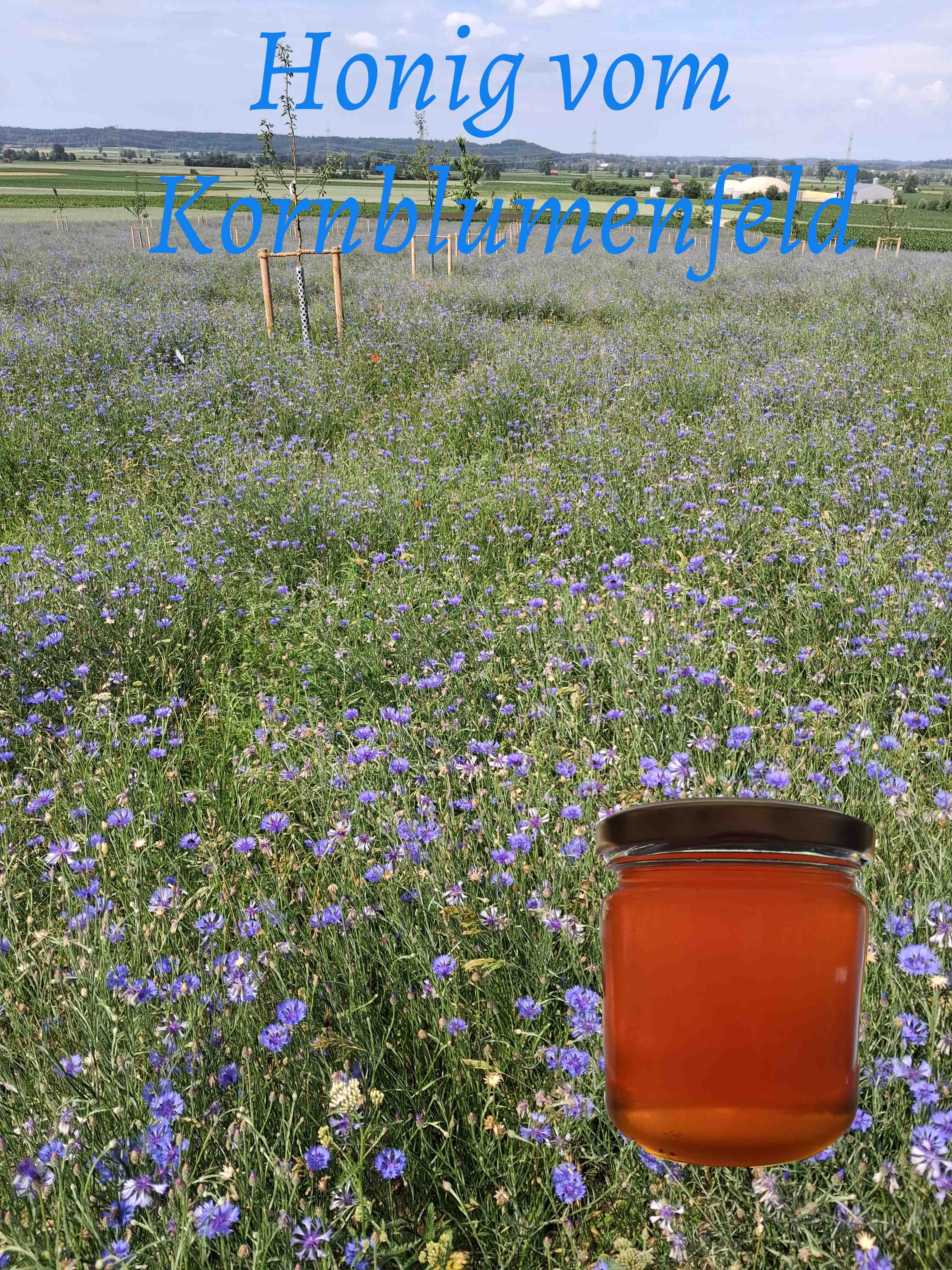 Kornblumenhonig